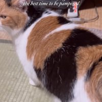後ろを見る猫