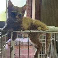 ケージの上の猫