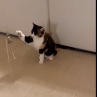 おもちゃに前足を伸ばす猫