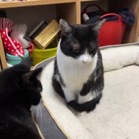 しっぽを体に巻きつけて座るハチワレ猫