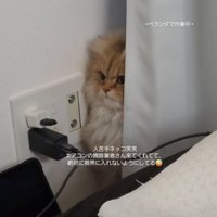 カーテン裏に隠れる猫