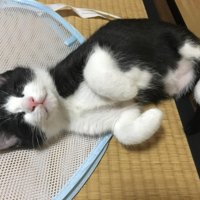 畳の上で寝ている子猫