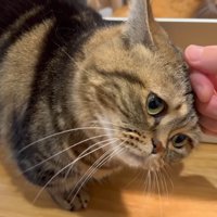 スリスリするメルくん