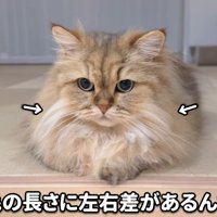 頬毛の長さに