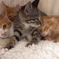 屋台兄妹とひまわりちゃん