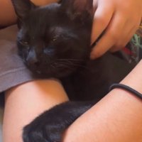女の子にアゴを撫でられて目を細める黒猫