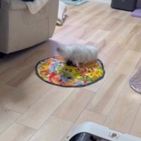 遊園地のアトラクションのように動く自動猫じゃらしの上に乗って遊ぶミヌエット