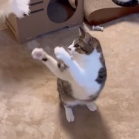 じゃらしで遊んでいる猫