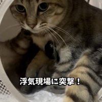 飼い主に気付いて慌てる2匹の保護猫