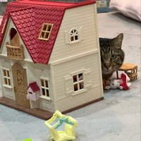おもちゃの家の背後から姿を見せる猫