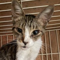 痩せている猫の顔