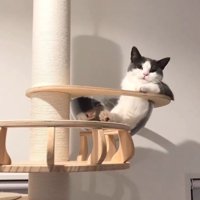 キャットタワーのボウルの中からカメラを見つめる猫