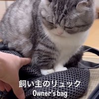 近づいてくる飼い主の手を見つめる猫