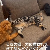 しっぽで叩く猫