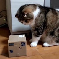 オモチャの箱の前に座る猫