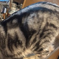 反対側のおしりアップ