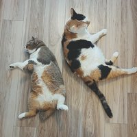 床で寝そべる2匹の猫
