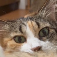 助けを求める猫