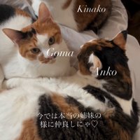 寄り添う3匹の猫
