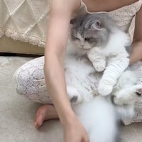抱きかかえられる白グレー猫