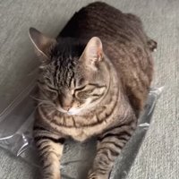 おもちゃの上でくつろぐ猫の写真7