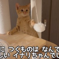 おもちゃで遊ぶ子猫