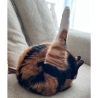 毛づくろいしている猫