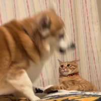 怒る犬と怯える猫