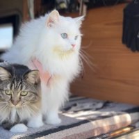 車内でハルちゃんと並ぶシロちゃん