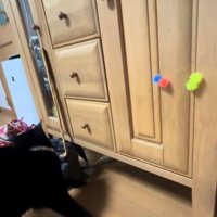 画面左側に顔を向けている猫の斜め後ろ姿
