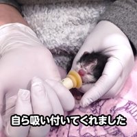 シリンジでミルクを飲むハチワレの子猫