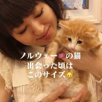 抱かれているノルウェージャンフォレストキャットの子猫