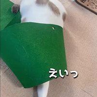 猫がパターマットの下から手を出した様子