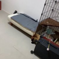 白い椅子と猫のケージ