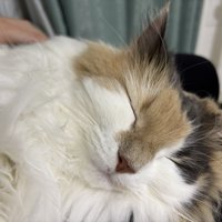 飼い主の膝の上で甘える三毛猫