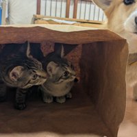 隠れる2匹の猫に近づく犬