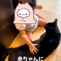 床に寝そべっている猫と座っている赤ちゃん