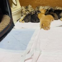 お母さん猫のおっぱいを飲む5匹の子猫とママに向かって歩く茶トラ子猫