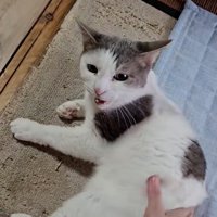 鳴き声を出す猫