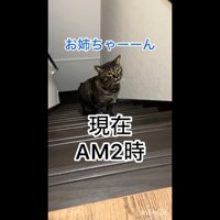 お姉ちゃーーん