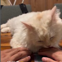 テーブルの上でくつろいでいる猫と猫に触れている人
