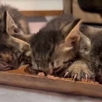 ご飯を食べる子猫