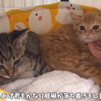 からあげくん