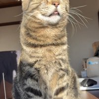 日向ぼっこをするキジトラ猫