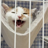 投稿者の声を聞いて返事をする猫