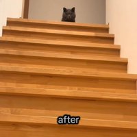 顔だけ見えてる成猫