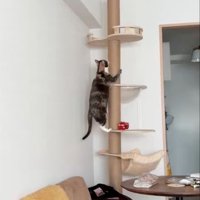 キャットタワーに登る猫