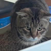 トイレにいる猫