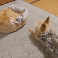 寝ている猫と犬