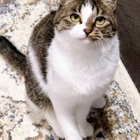 絨毯の上に座って飼い主を見上げる猫